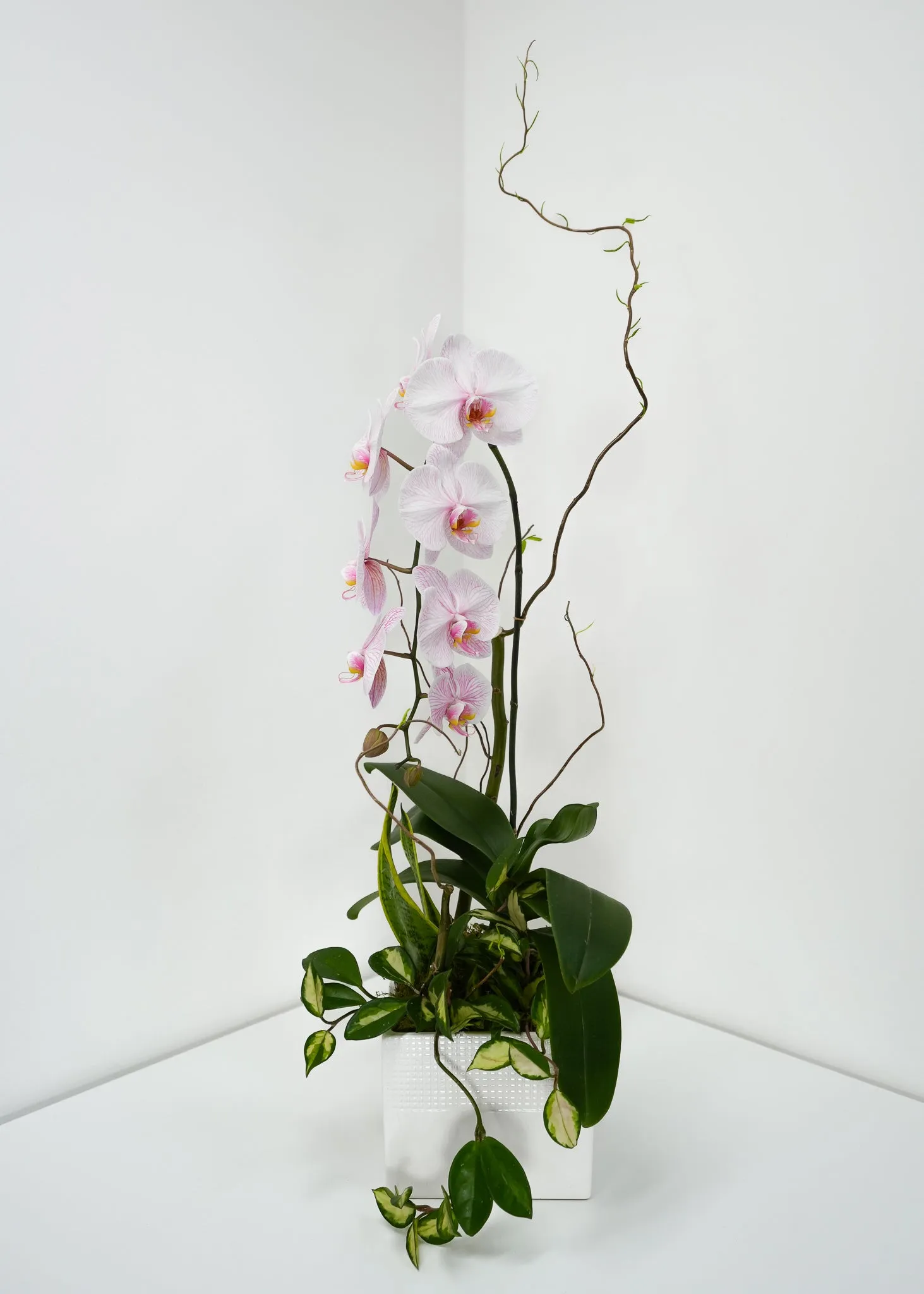 Blooming Orchid
