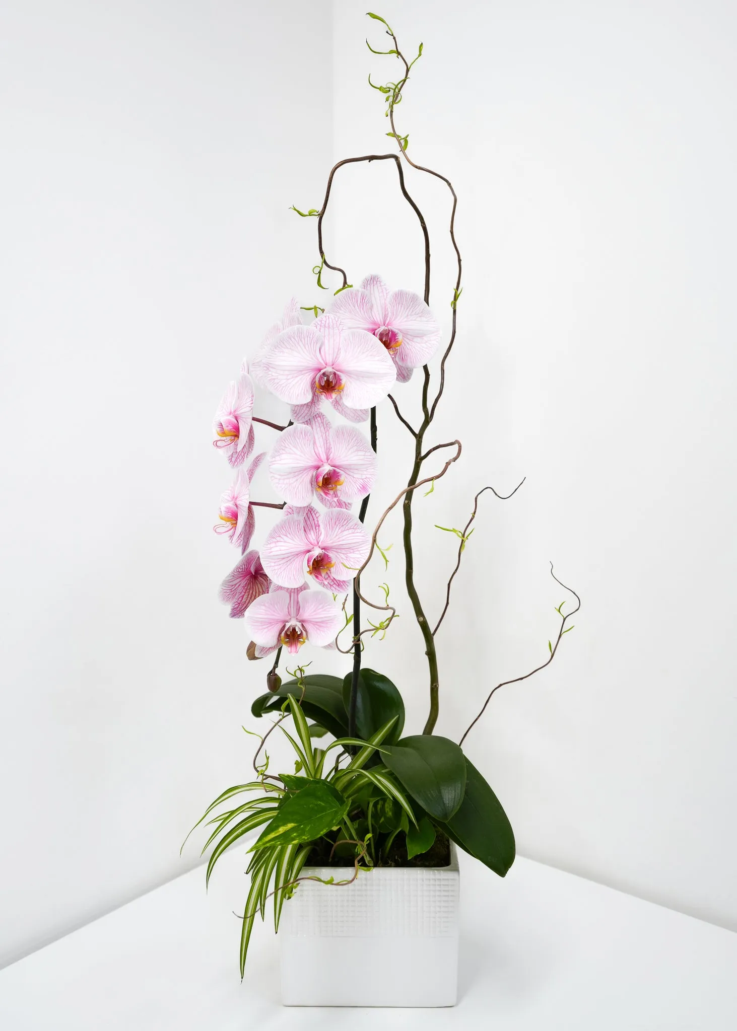 Blooming Orchid