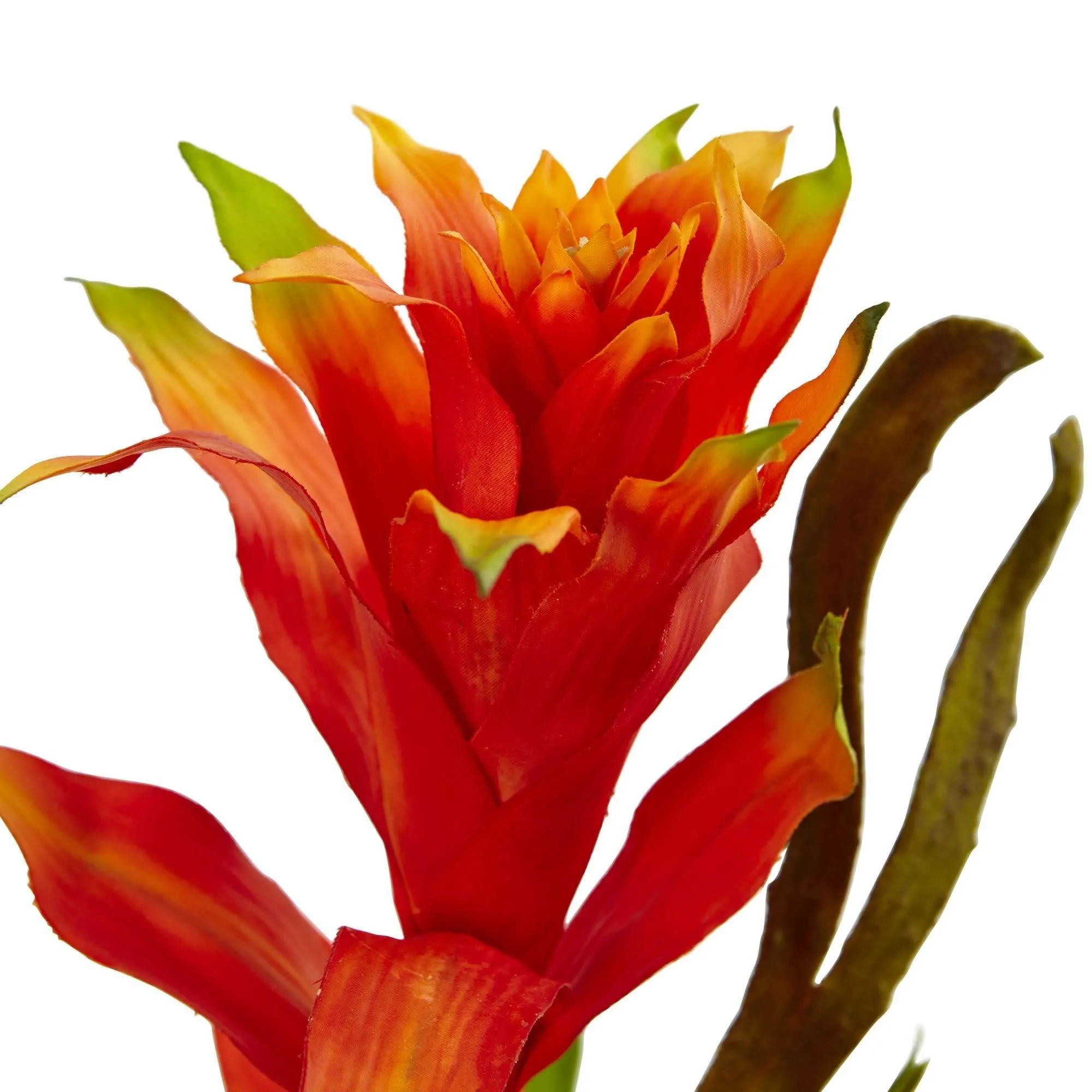 Bromeliad and Heliconia in Vase