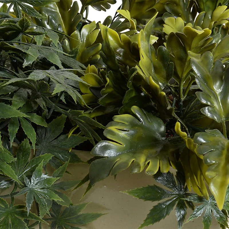 Coleus, Maple vine, Tabletop, 12"H
